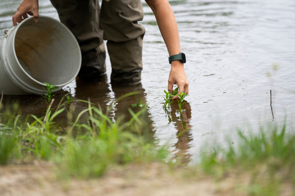 A person pulls an aquatic plant from a pond. They picture shows a bucket, the bank of the pond and the person's legs wearing brown pants getting wet up to the knee in the water.