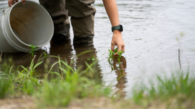 A person pulls an aquatic plant from a pond. They picture shows a bucket, the bank of the pond and the person's legs wearing brown pants getting wet up to the knee in the water.