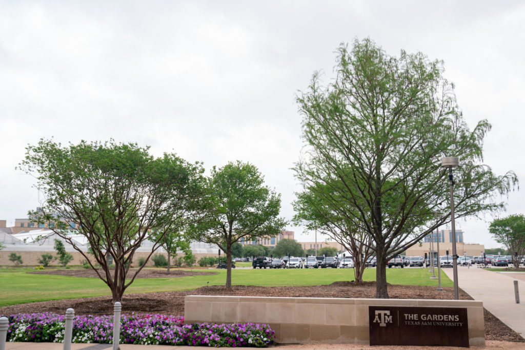 Transplanted mature trees in planting bed next to low wall and The Gardens sign at the Leach Teaching Gardens at Texas A&M University.