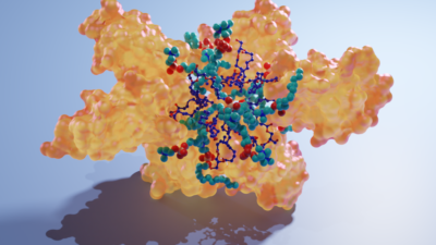 artistic rendering of the structure of protein kinase C C1 domain and diacylglycerol