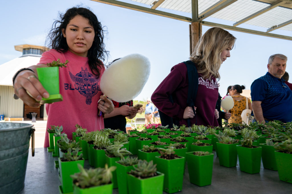 Succulent plant giveaway at the Gig 'em in the Gardens event