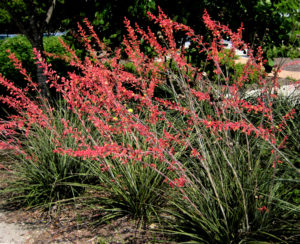 A showy spray of red flowers top red yucca plants along a walkway. 