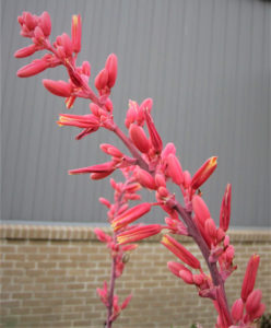 Red cone-shaped flowers shoot into the air from a red yucca, recently named a Texas Superstar plant. 