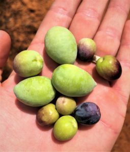 about 10 Texas olives in a hand, varying in size and most are green, but a few are turning black. 