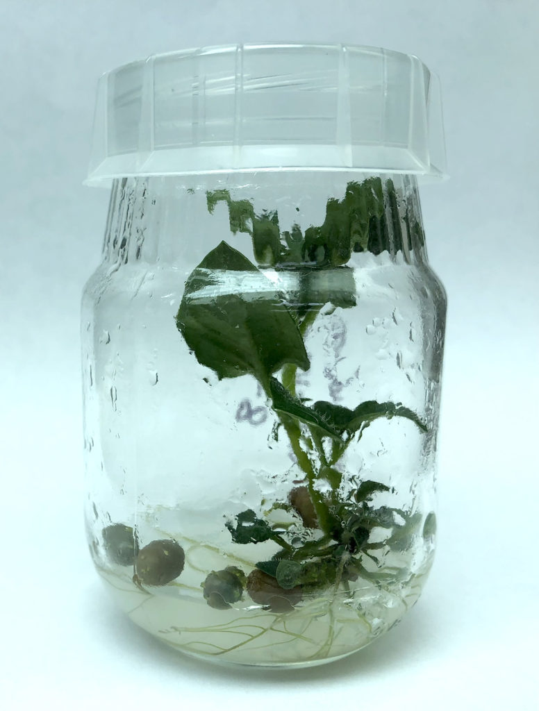 A jar with a potato plant inside and tiny microtubers in the bottom. 