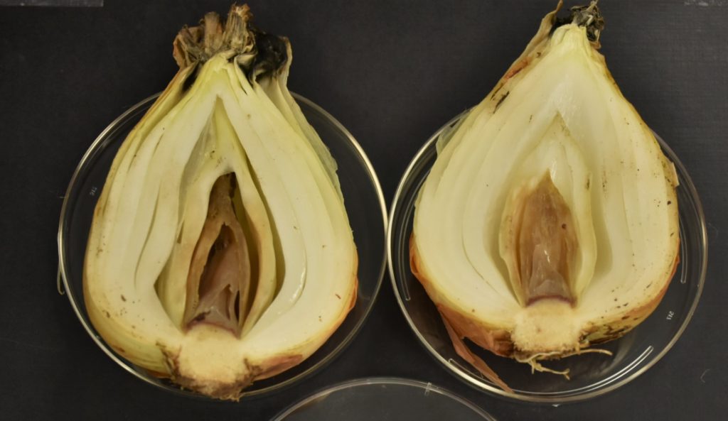 Onion bulb affected with novel bacterium