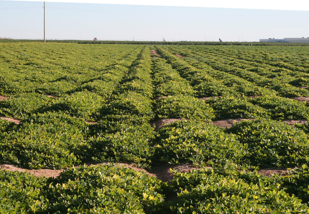 Long rows of plots of green peanut plants appearing to grow in mounds