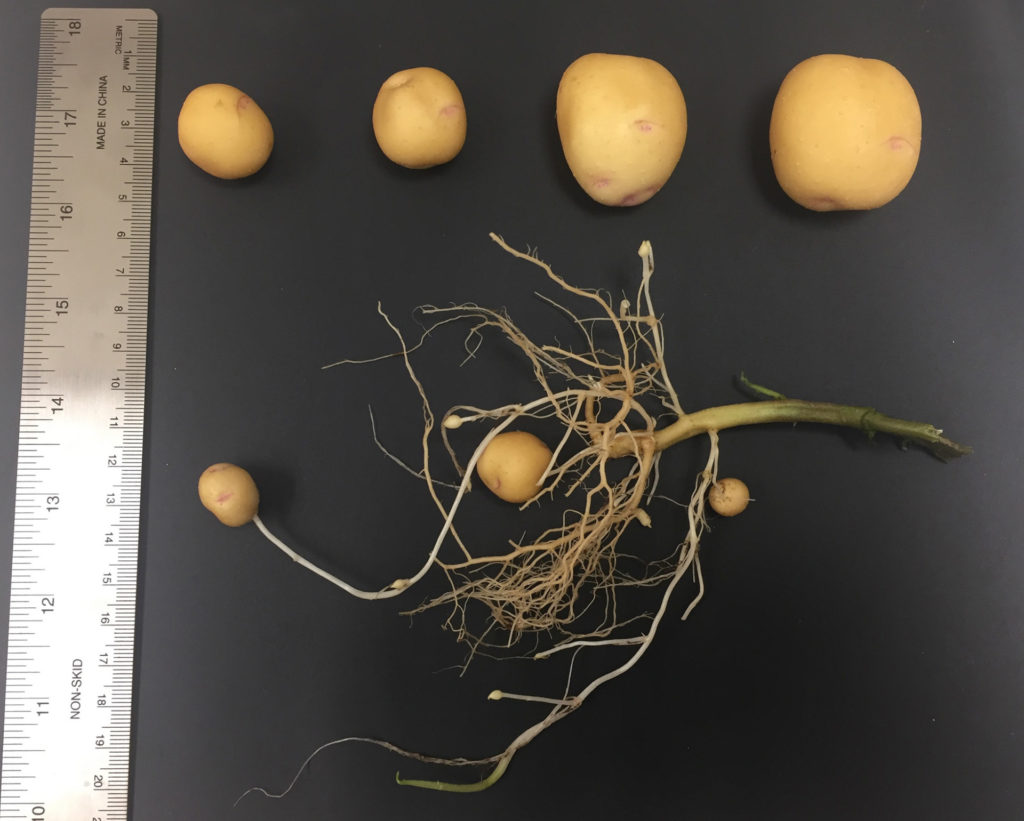 A ruler sits beside a variety of potato tubers. Two are over an inch in size, two are about an inch and a root system has three microtubers on it