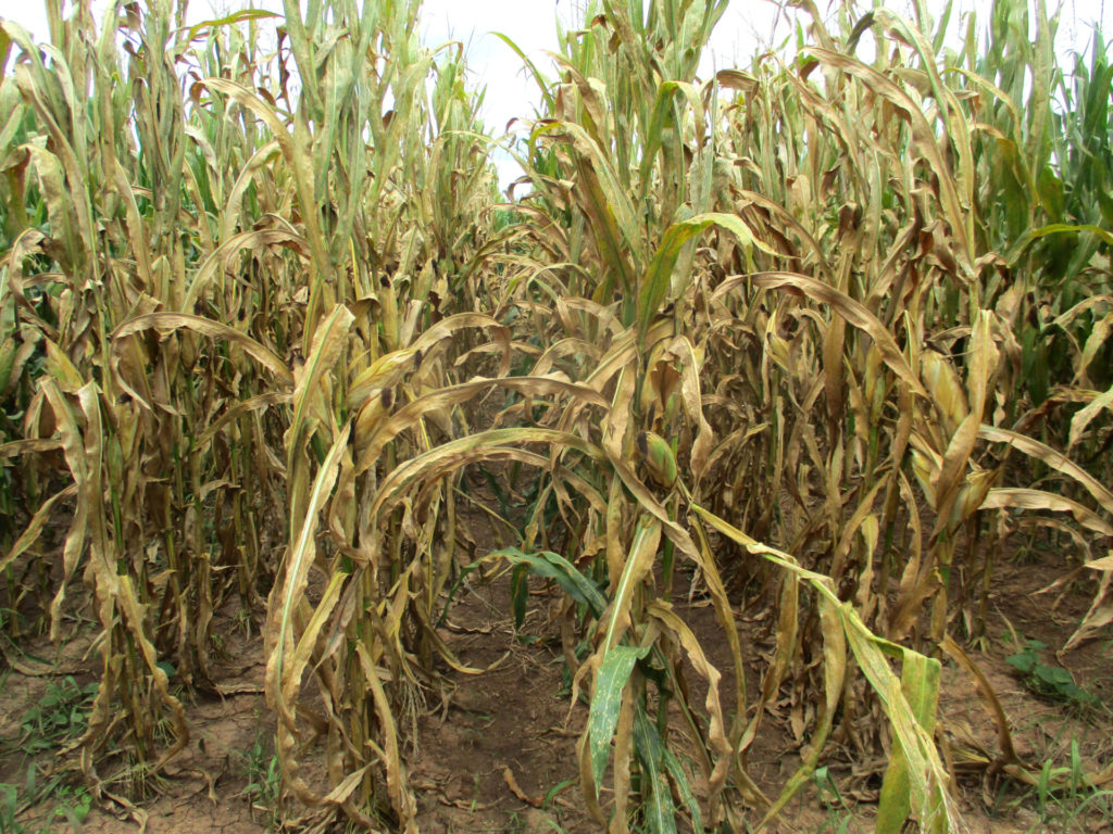 rows of corn that are green at top but most of the lower leaves on the stalk have turned brown due to southern rust