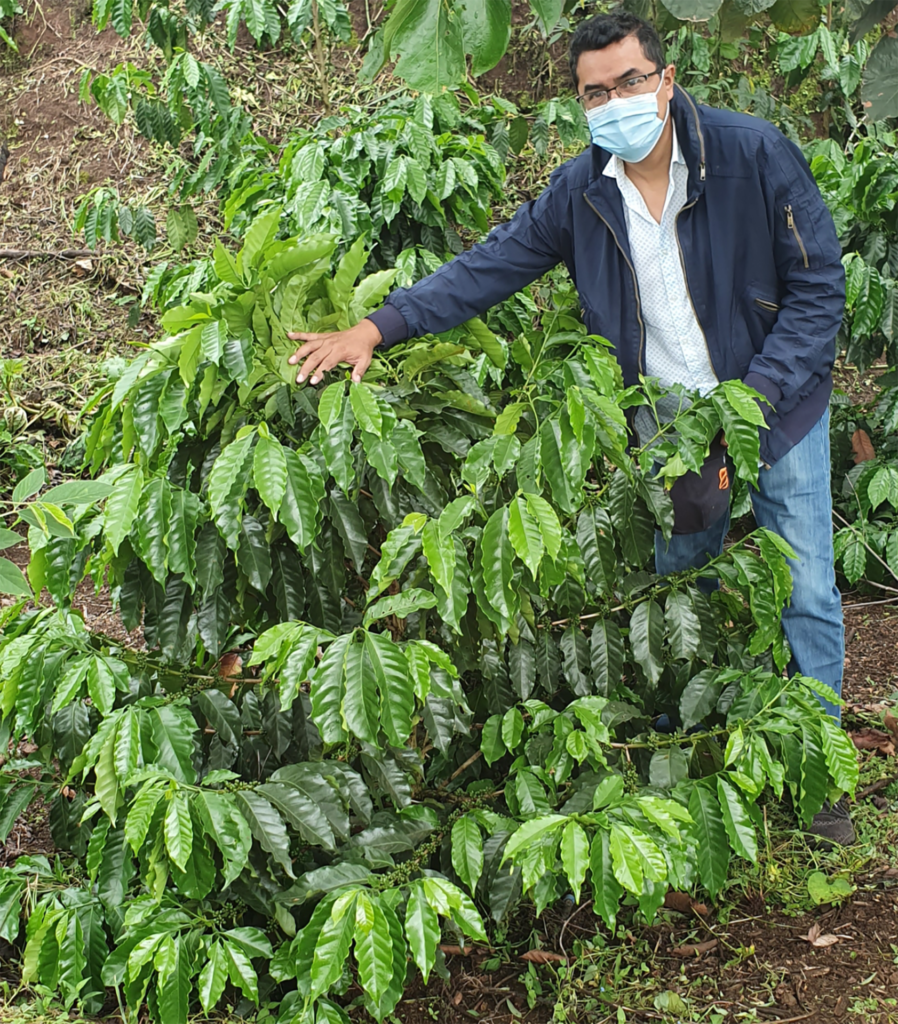 A man in a mask stands behind a very large coffee plant that is waist high and he has an outstretched hand over it.