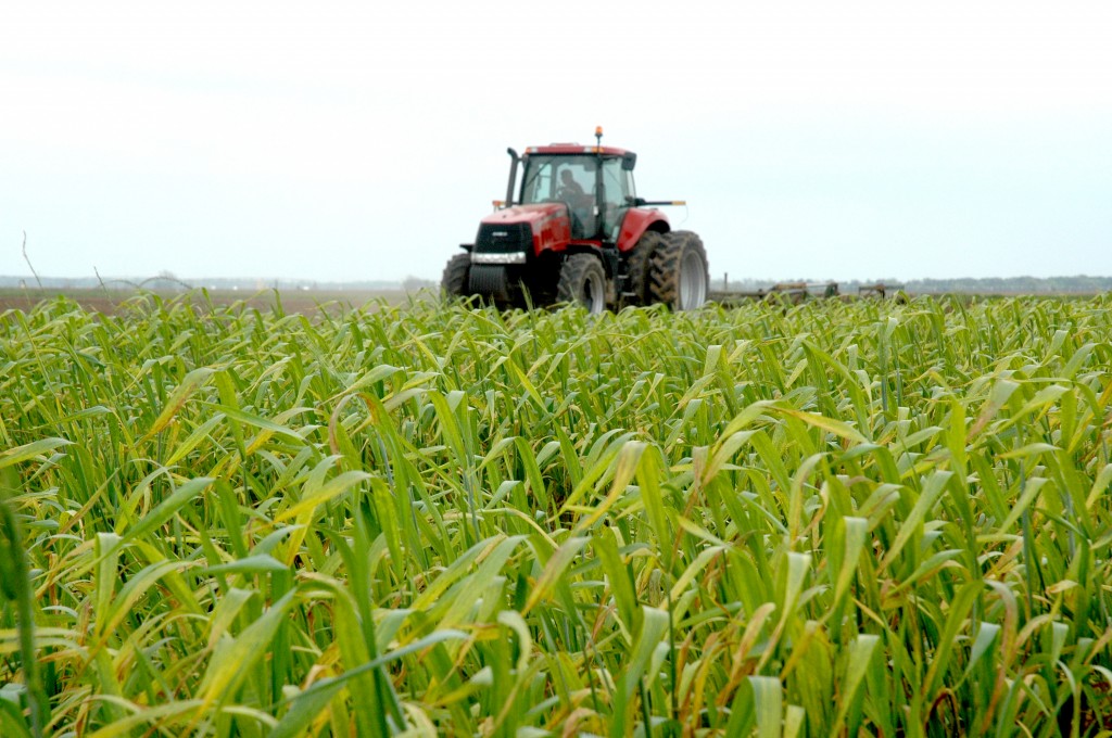 Farm tractor in corn field