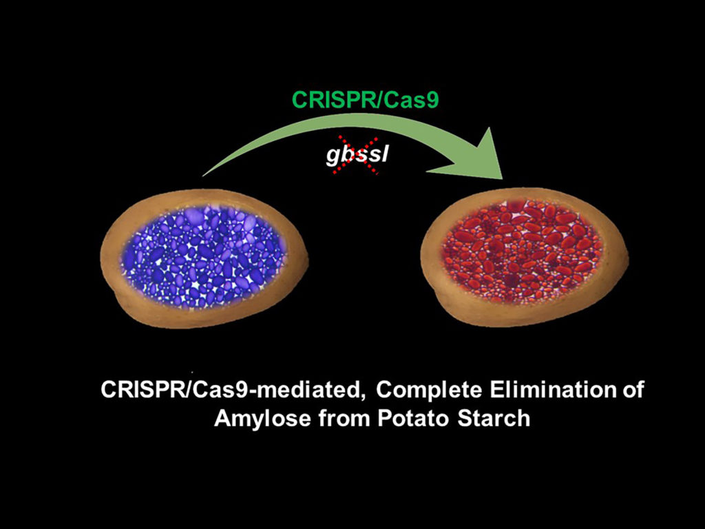A graphic with a circle of purple color and a circle of red color with a green arrow from purple to red that says CRISPR/Cas9 crosses out gbssl. Below it says CRISPR/Cas9-mediated, Complete Elimination of Amylose from Potato Starch.