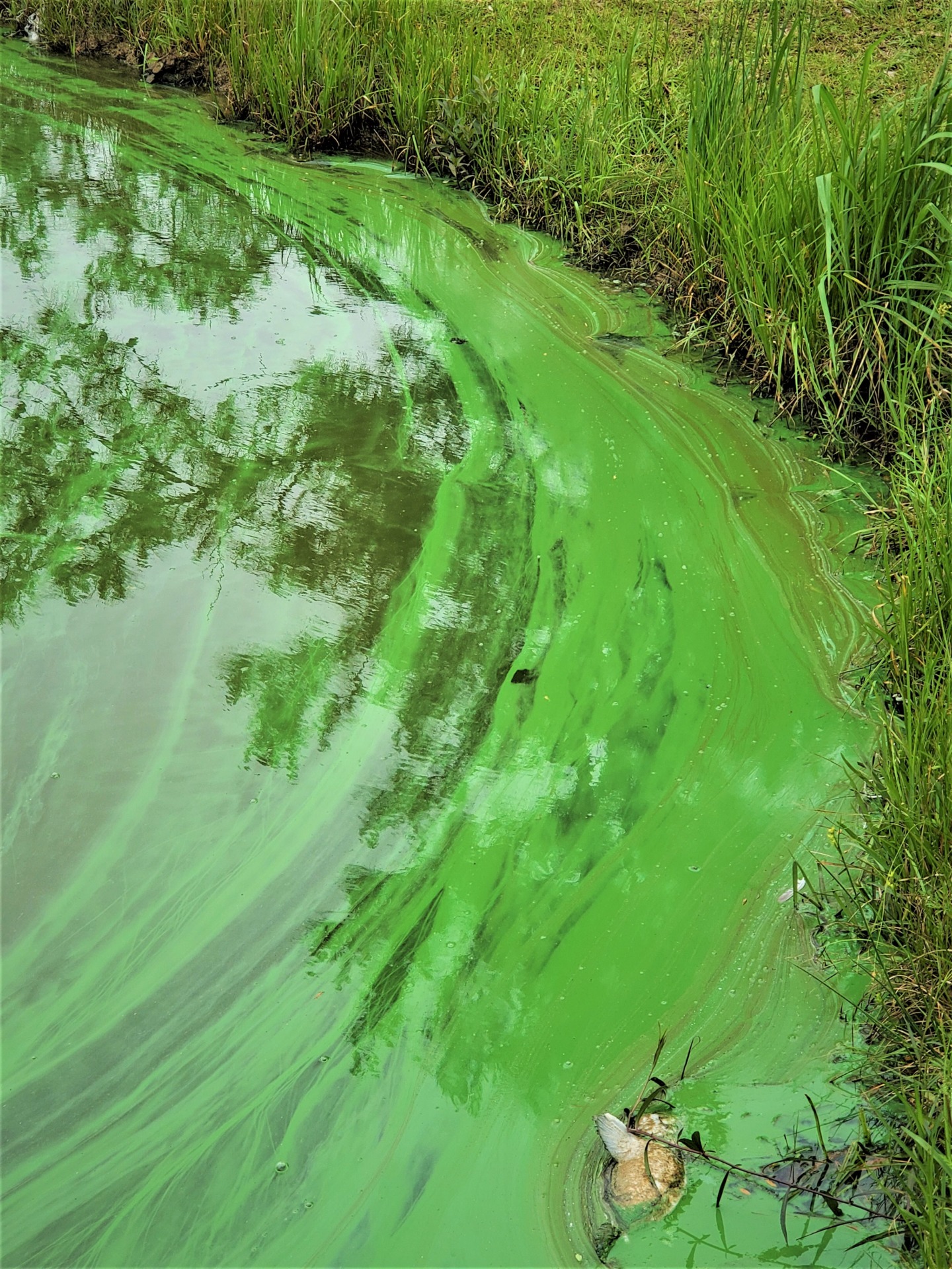 pond algae identification