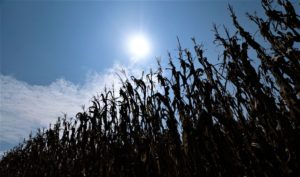 The sun beats down on a field of corn.