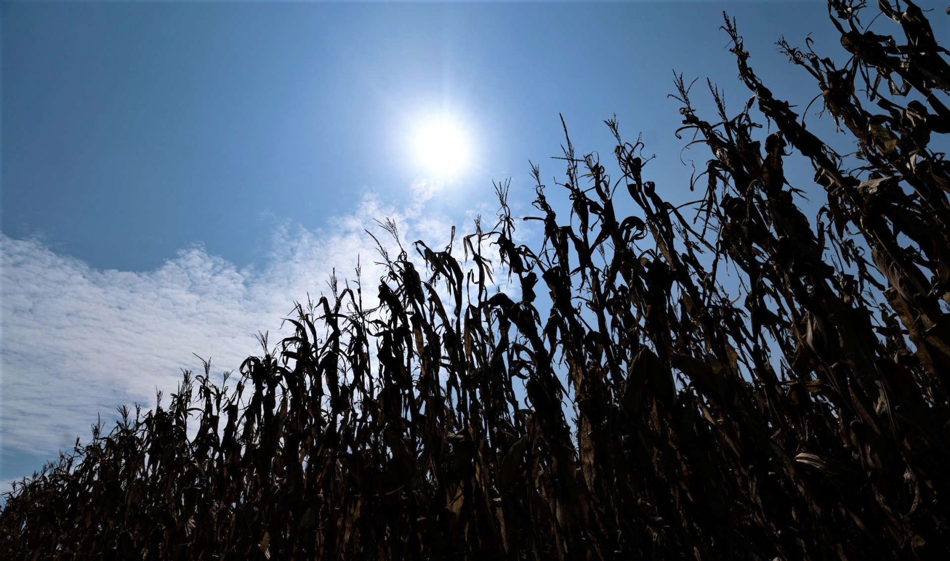 High temperatures take toll on Texas crops