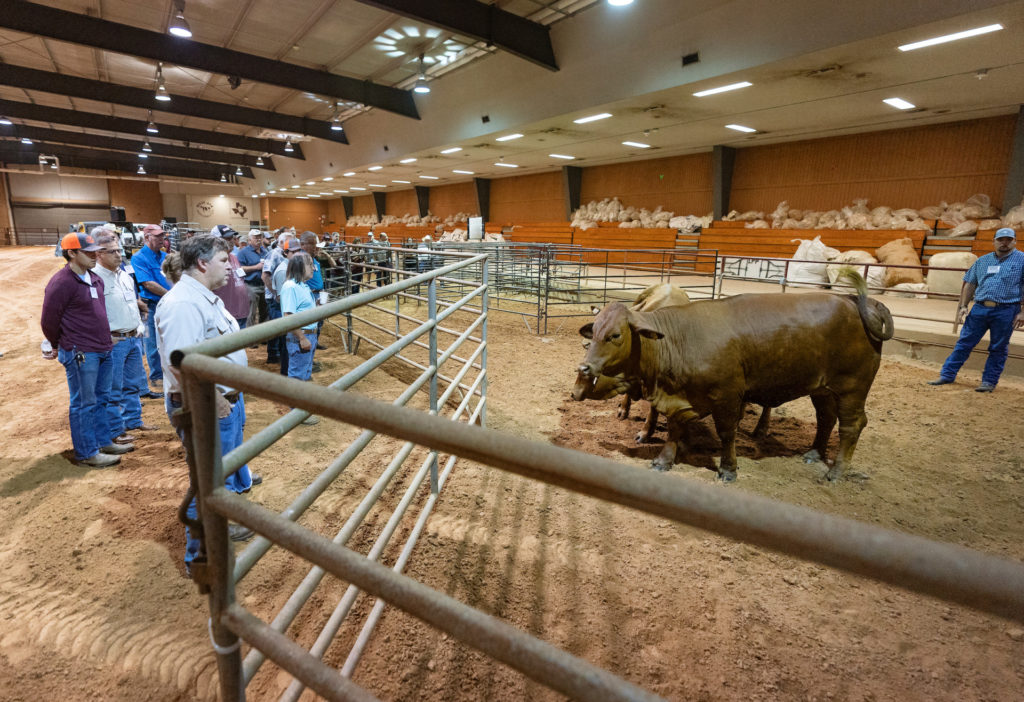 A crowd of cattle producers stand on one side of a pipe rail fence while cattle stand on the other side in a demonstration.