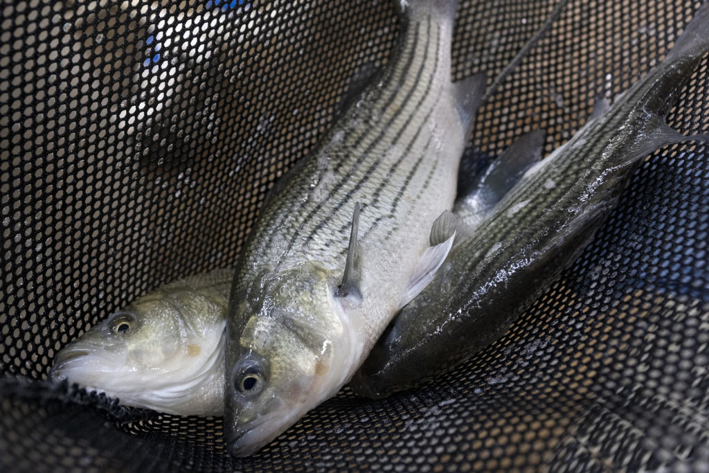 Two striped bass fish lie in a net