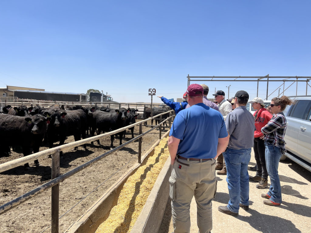 A group of people stand on the outside a set of cattle pens with a feed bunk between them and the cattle.