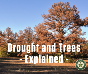 The words "Drought and trees explained" in white over a tree background