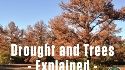 Drought and trees explained over tree background