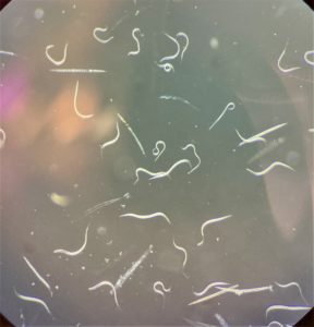 threadlike worms, entomopathogenic nematodes, are shown under a microscope.