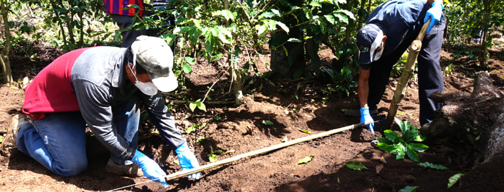 Two men in masks are bent over with a pole on the ground measuring the distance between coffee plants