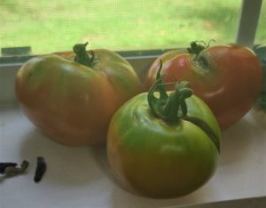 Tomatoes ripening on a window ledge.