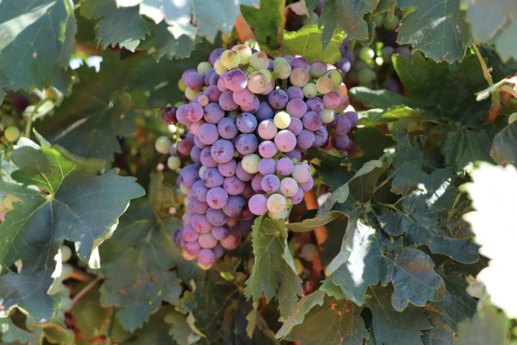 A beautifully lit cluster of grapes that are various shades of purple and green as they ripen on the vine