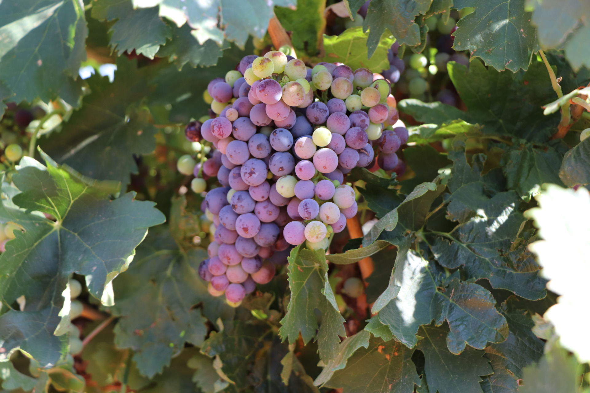Texas A&M AgriLife tapped to gather grape crush report
