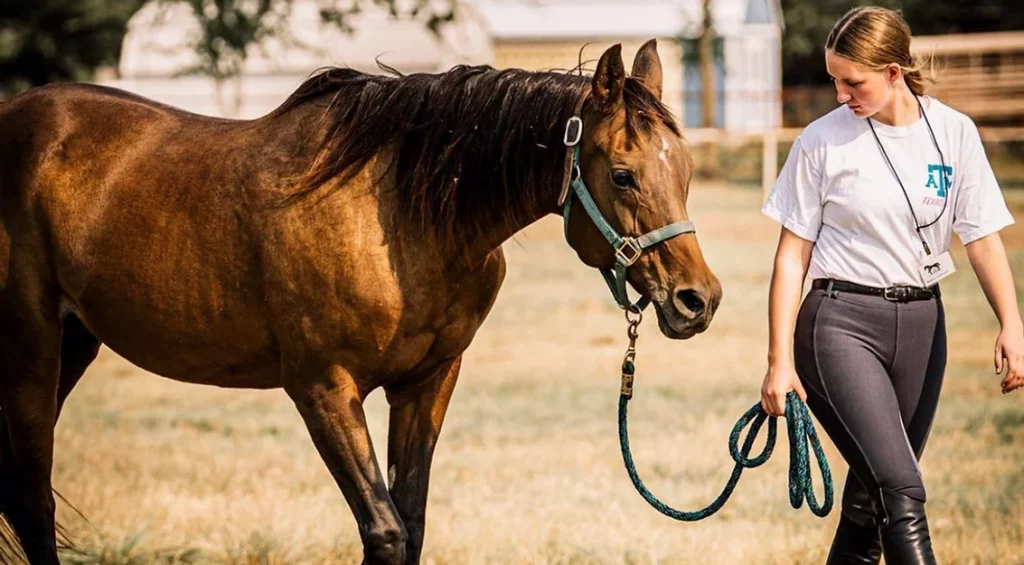 A young female, Madison Chaloupka of the Texas 4-H Homes for Horses program leads her horse Exotica