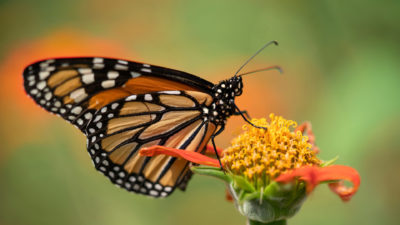 An extremely close up photo of a monarch butterfly on the head of a flower. The orange and black insect is in profile atop an orange and yellow flower