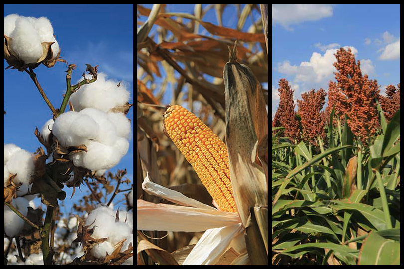 Three-panel photo of Texas ag commodities -- cotton, corn. sorghum