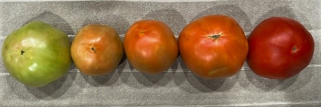 Tomatoes in various ripeness stages
