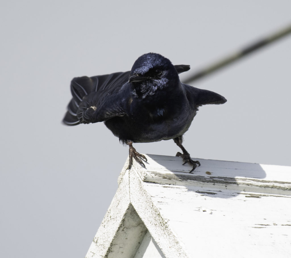 An adult, male purple martin bird perches on top of its birdhouse. The sparrow is large and a deep blue-black color. 