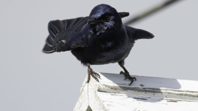 An adult, male purple martin bird perches on top of its birdhouse. The sparrow is large and a deep blue-black color.