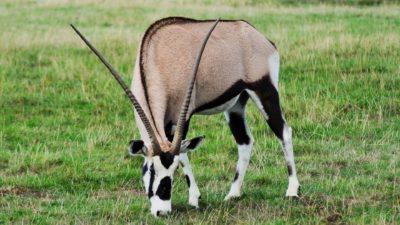 An oryx gazelle with its head down grazing on green grasses. The animal has very long straight horns and a brown body with a black and white face and legs.