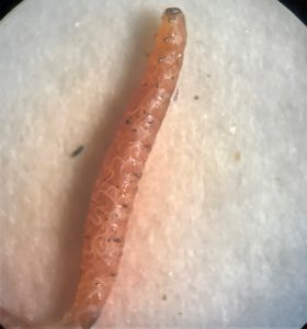 A rootworm is shown with  squiggly light-colored lines the indicated the presence of entomopathogenic nematodes, EPNs.