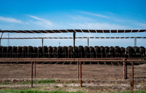A line of cattle facing away from the camera in a feedlot. 