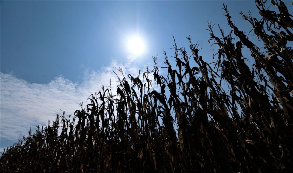 A corn crop stands darkened against a hot summer sun high in the sky