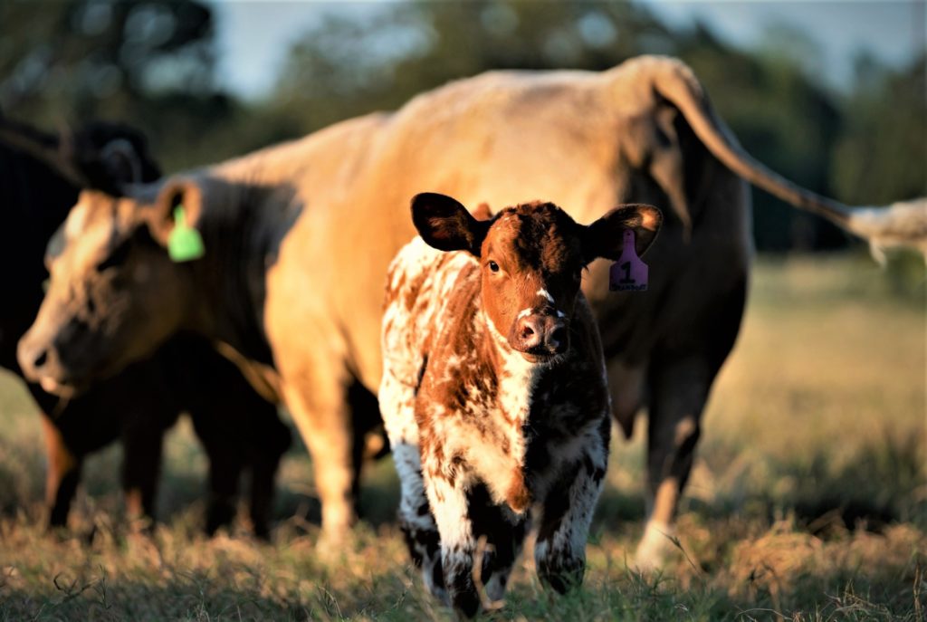 A red and white calf standing in a pasture during the golden hour. A brown cow stands behind it.