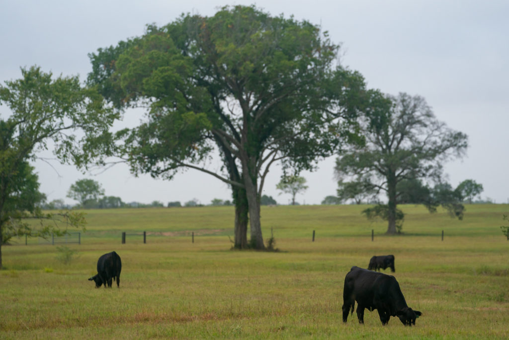 Three black cattle graze a lush green field, A large tree stands n the center of a pasture divided by a fence.