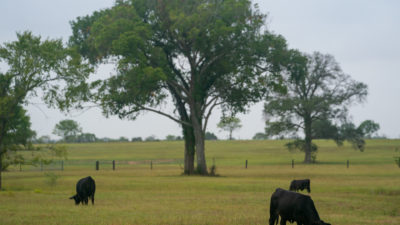 Three black cattle graze a lush green field, A large tree stands n the center of a pasture divided by a fence.