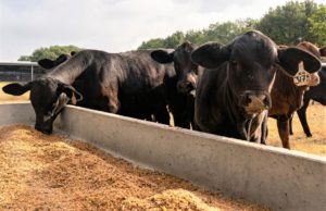 Cattle at a feed trough receiving supplemental feed