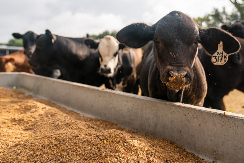 The faces of the cattle are shown in black and white above a concrete forage bed full of grains
