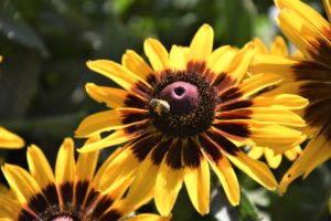A bright yellow flower with a black eye, Denver Daisy Rudbeckia, with a bee in the center