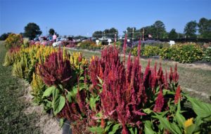 A row of long flowered, dark red Celosia at the 2022 Texas A&M AgriLife Research field trials in Overton.