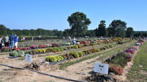 Five rows of the 2022 Texas A&M AgriLife Research field trials in Overton can be seen with different colored flowers and people walking among the rows. 