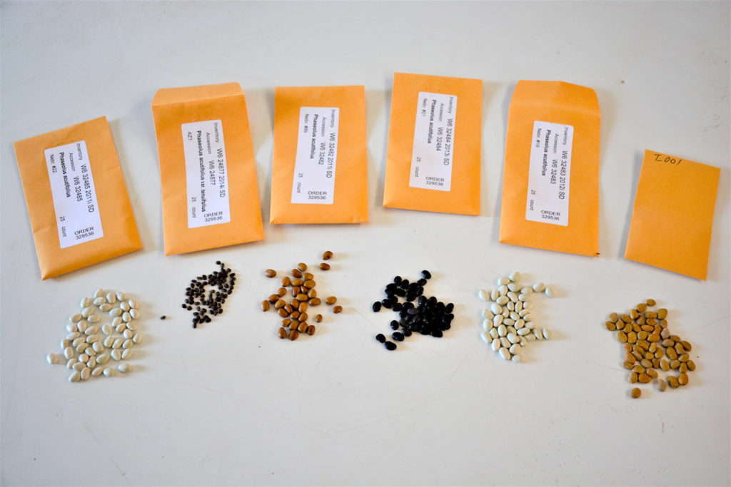White, black, brown, tan and beans with black eyes make up the variety of tepary beans. Above each one on the table is a small envelope with descriptions on them.