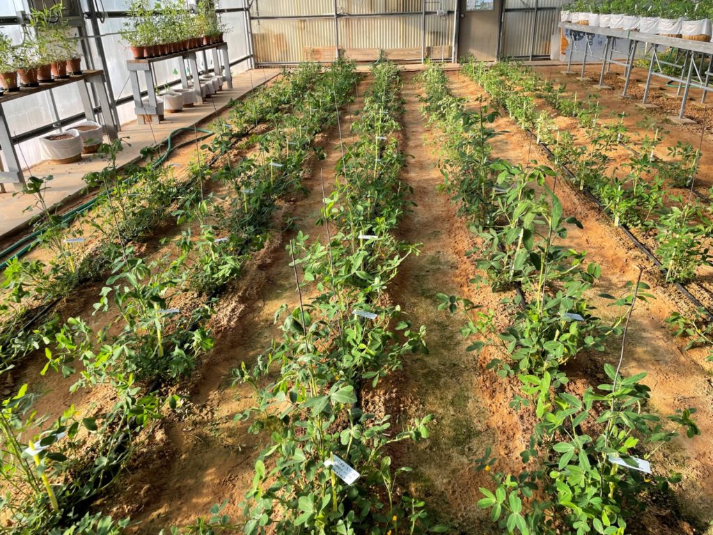 Rows of diesel nut peanut varieties growing inside a greenhouse