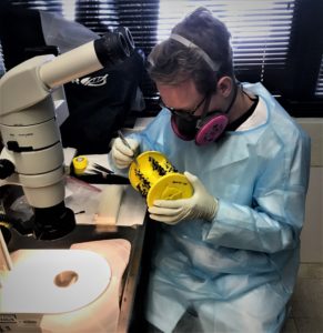 A masked scientist working in a lab removes flies from a sticky trap.